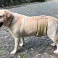 thumbnail image 2 of Pantalones reutilizables para pañales para perros y mascotas, pañales simples de higiene menstrual para mascotas Xs-xxl, 2 of 5