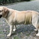 thumbnail image 2 of Pantalones reutilizables para pañales para perros y mascotas, pañales simples de higiene menstrual para mascotas Xs-xxl, 2 of 5