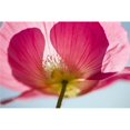 thumbnail image 1 of Pink Shirley Poppy Poster Print, Large - 40 x 26, 1 of 1