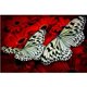 thumbnail image 3 of Cuadros Decorativos 5D mariposa flor diamante pintura bordado DIY punto de cruz Home Decor Ndcxsfigh Nuevos Originales, 3 of 8