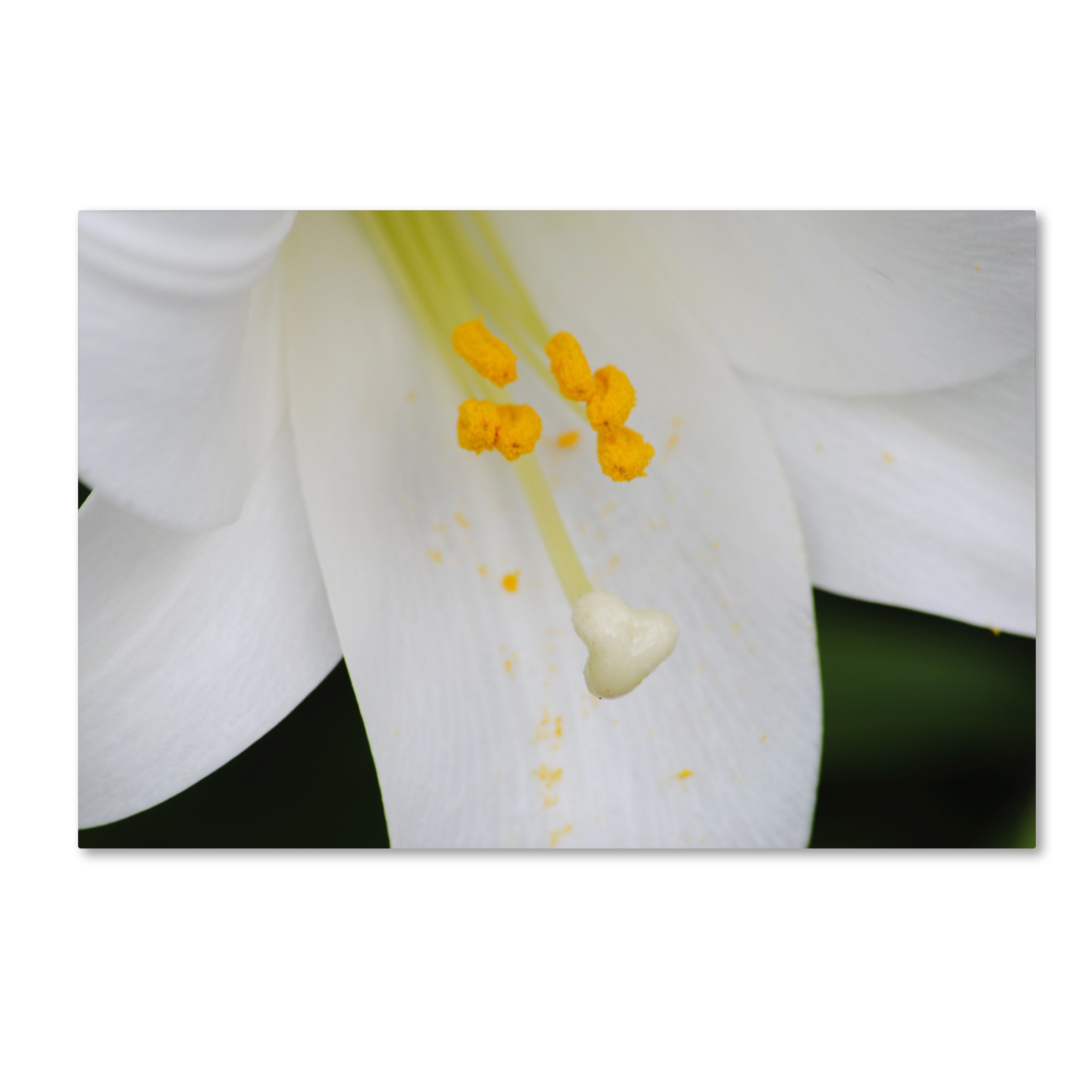 Trademark Fine Art "Adore You" Canvas Art by Monica Mize