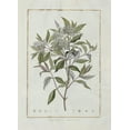thumbnail image 2 of Lheritier De Brutelle, Charles-Louis 11x14 White Modern Wood Framed Museum Art Print Titled - Cornus, 2 of 4
