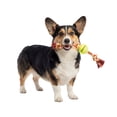 thumbnail image 6 of Mammoth Flossy Chews Cottonblend 3 Knot Tug Rope Dog Toy with Mini Tennis Ball, Mini 11", 6 of 9