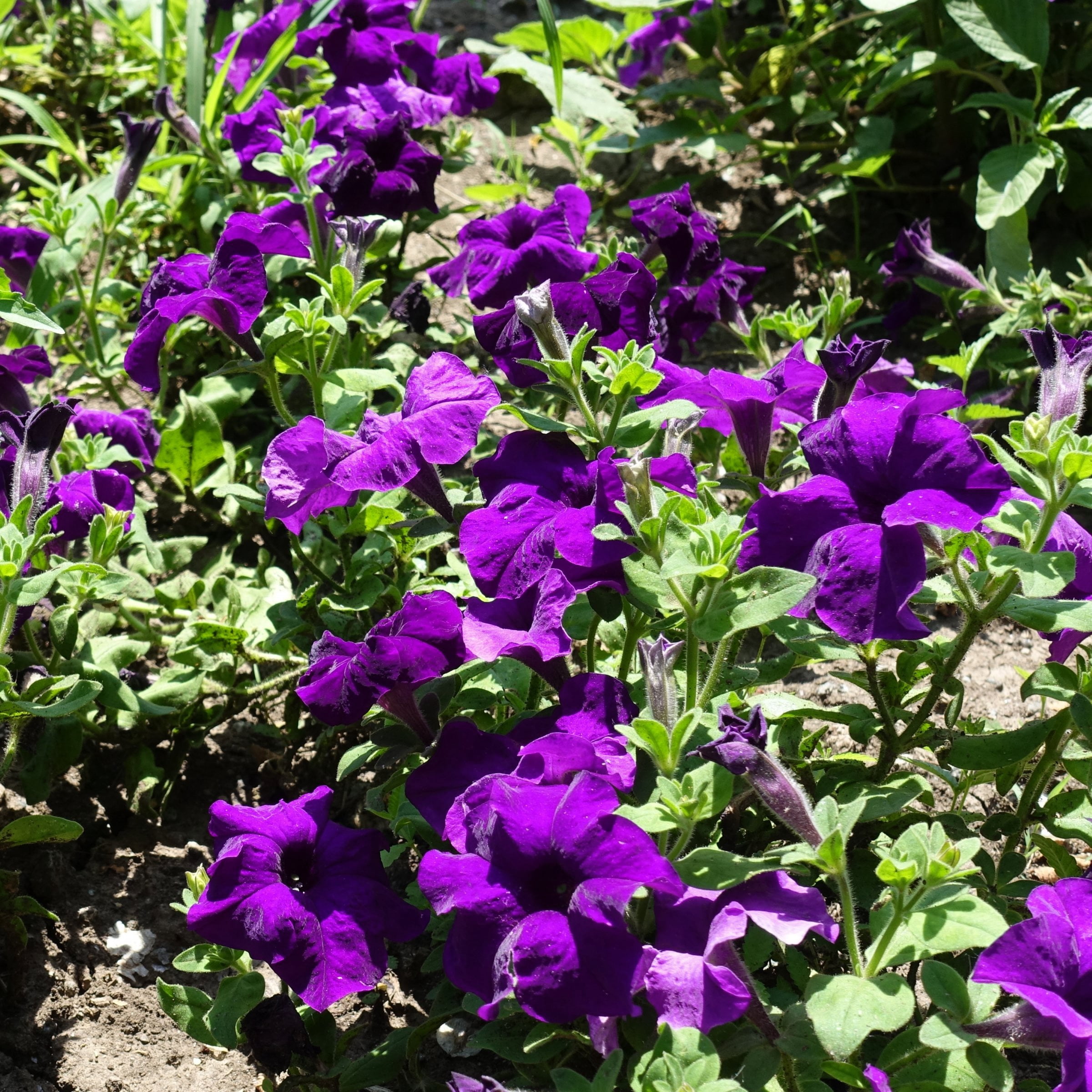 2.5 in. Petunia Easy Wave Navy Velour Petunia Live Annual Plant with Purple Flowers (6-Pack)