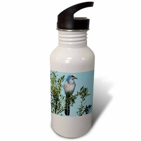 

3dRose Florida. Scrub Jay bird - NA02 AJE0252 - Adam Jones Sports Water Bottle 21oz