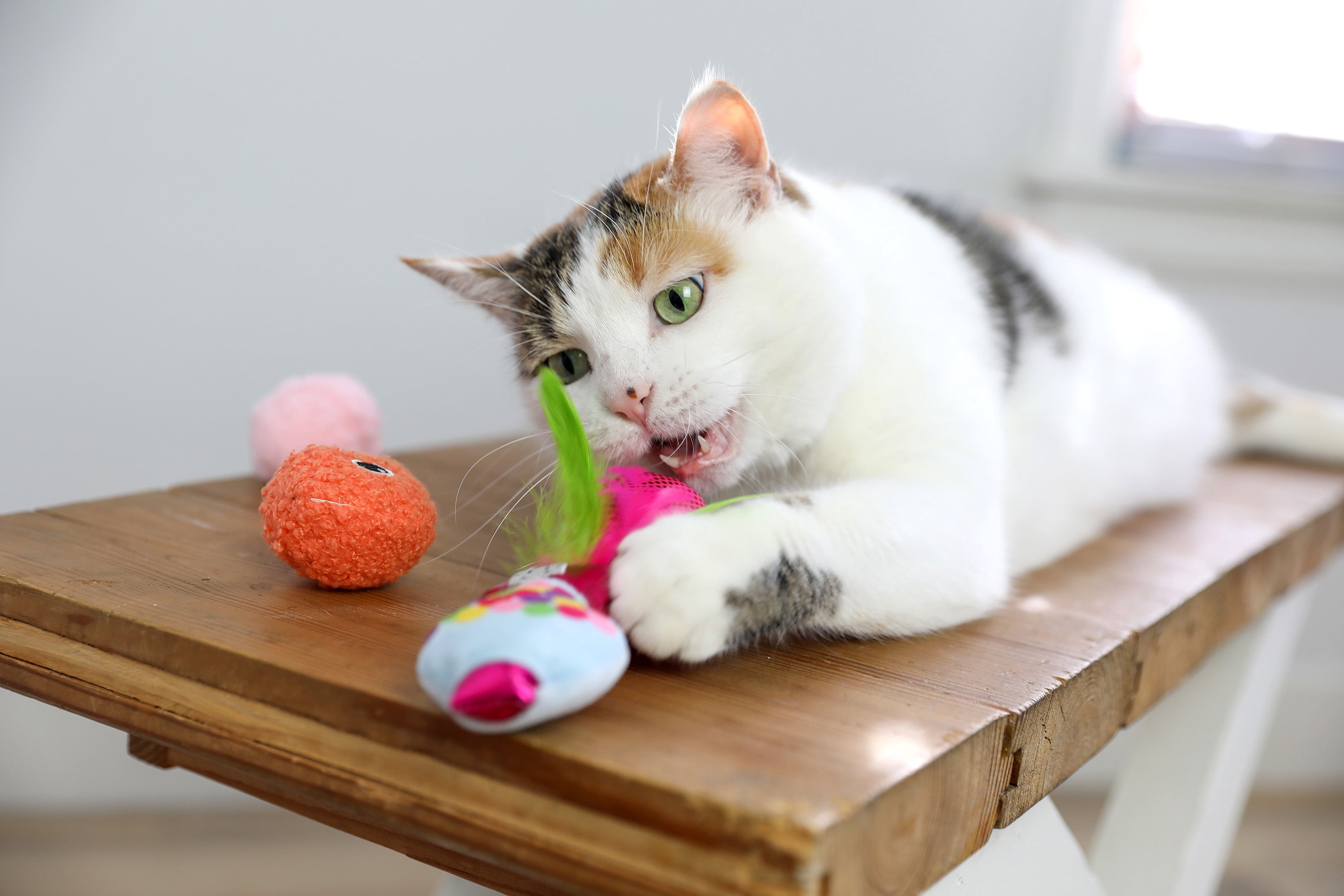 Quirky Kitty Batty Bubble Gum Chase and Pounce Catnip Cat Toy, Pack of 7