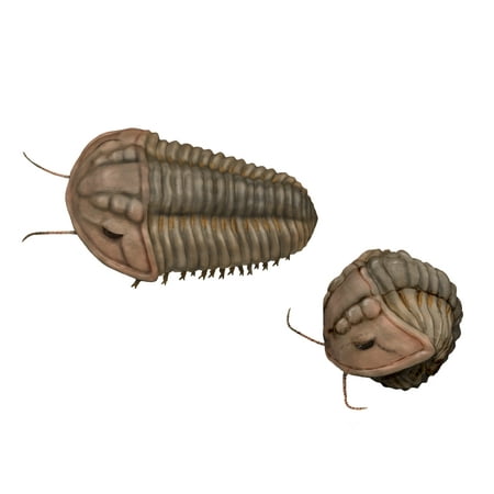 Calymene blumenbachii a trilobite from the Silurian Period Canvas Art - Nobumichi TamuraStocktrek Images (33 x 25)