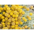 thumbnail image 2 of Johnson, George 24x19 Gold Ornate Wood Framed with Double Matting Museum Art Print Titled - Yellow Puff Balls, 2 of 4