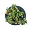 thumbnail image 6 of Variegated Hindu Rope, 6 inch, Hoya Compacta Carnosa, Very Rare Limited,, 6 of 9