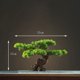 thumbnail image 5 of Home Decoration Potted DIY False Tree Bonsai Living Room Chinese Style Hotel Porch Landscape Decoration Green Plant Decoration My Lux Decor Round, 5 of 25