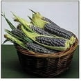 thumbnail image 2 of Corn Blue Hopi Ornamental Great Heirloom Vegetable 100 Seeds, 2 of 2