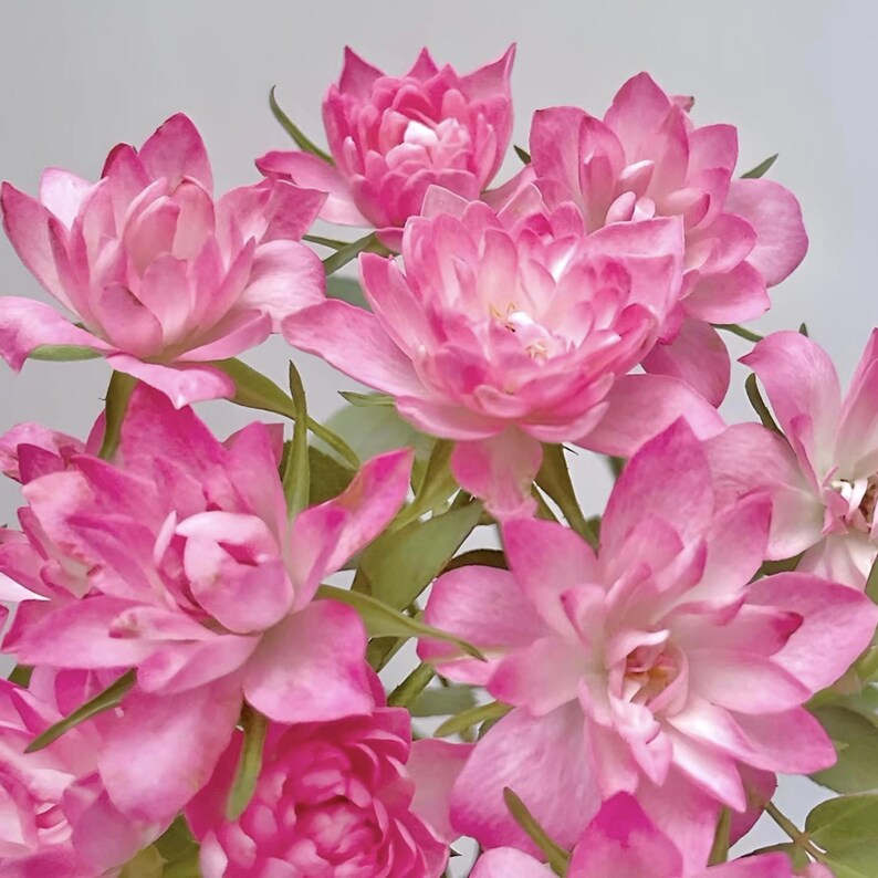 30 Seeds Lotus Star Rose - Perennial Authentic Non-GMO Flower Seeds for Garden Enthusiasts