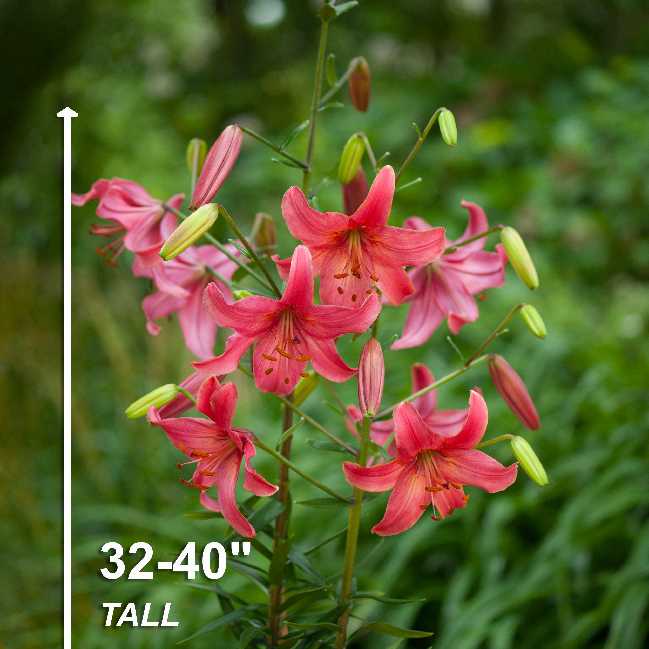 Garden State Bulb Pink Flight Asiatic Lily Flower Bulbs, 14/16cm (Bag of 10)