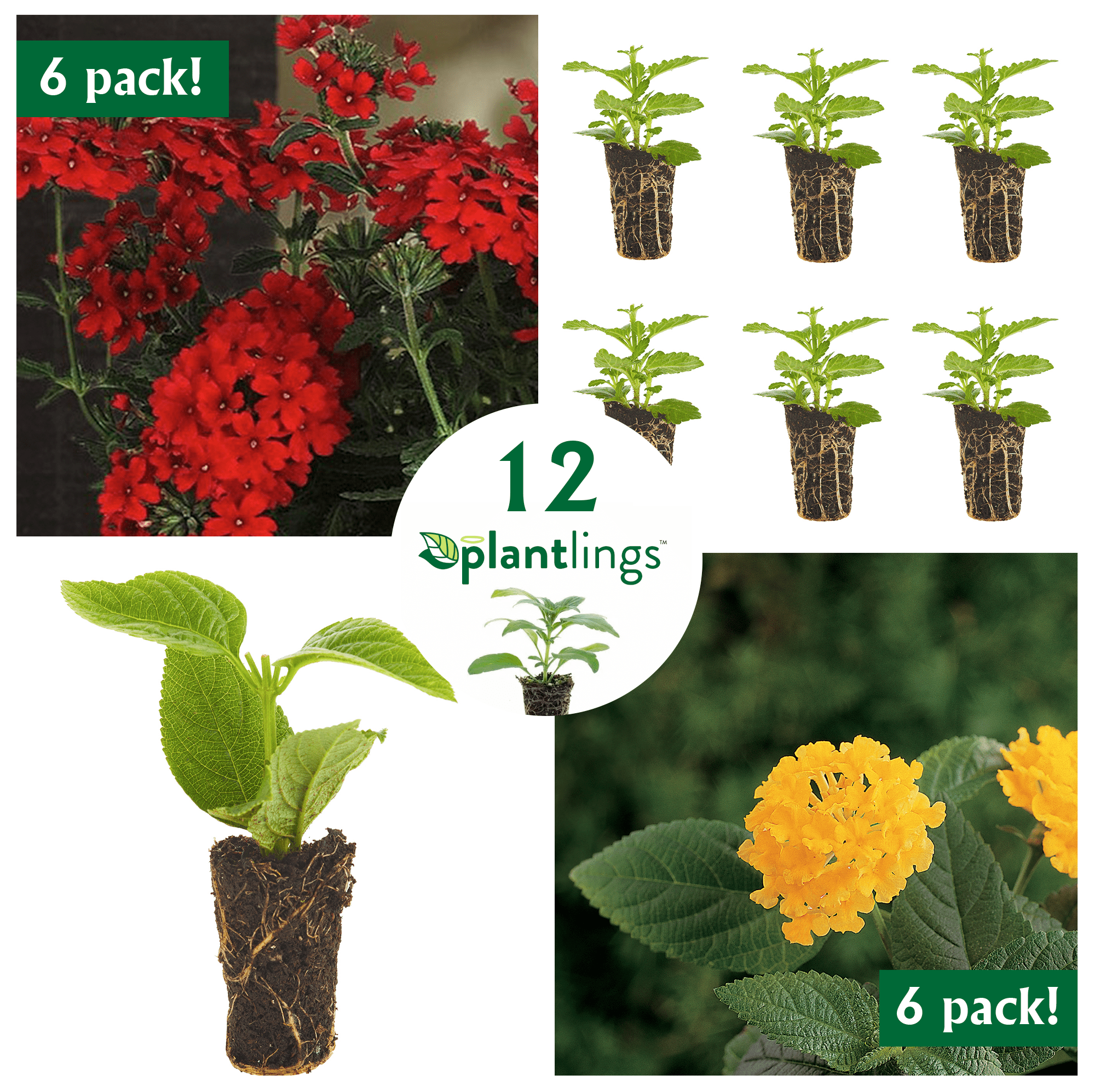 FerryMorse Plantlings Live Baby Plants 13in. Flower Garden Starter