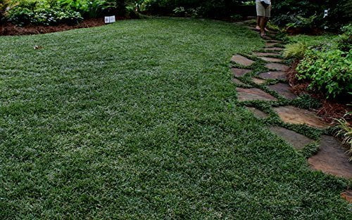 Dwarf Mondo Grass - 40 Live Plants - Shade Loving Evergreen Ground Cover Ophiopogon Japonicus Nanus