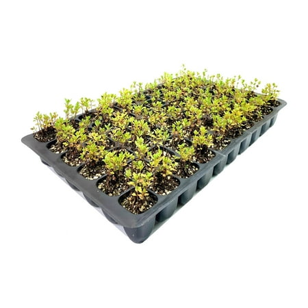 Wax Myrtle Don's Dwarf I 3 Live Plants I Myrica Cerifera Compact Evergreen Shrub with Aromatic Foliage, Ideal for Small Spaces, Hedges, & Landscape Accents