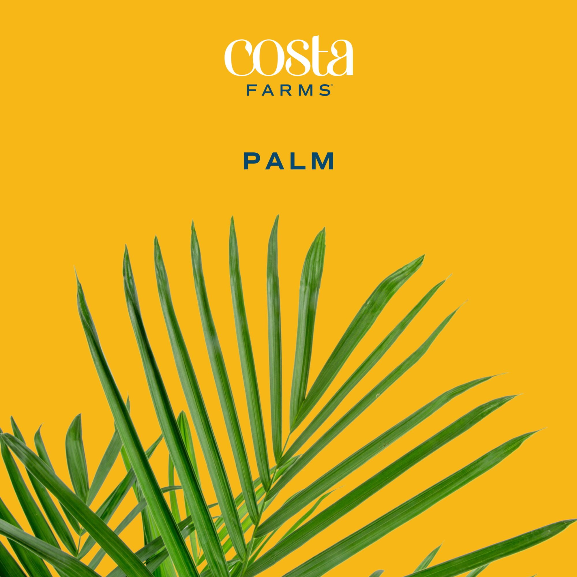 Costa Farms 32" Majesty Palm Live House Plants in 10" Grower Pot