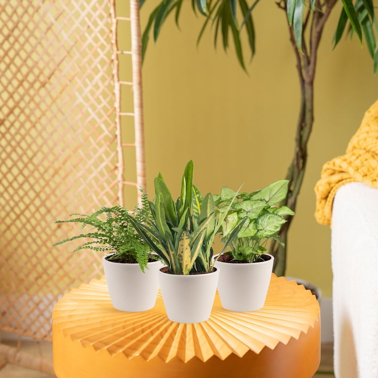 plant lamps indoor plants 2 Head LED Plant Lamp, Full Spectrum Plant Light with Auto on/off Timer, 3  color modes and 10 levels dimmable, growth lamp for indoor plants,