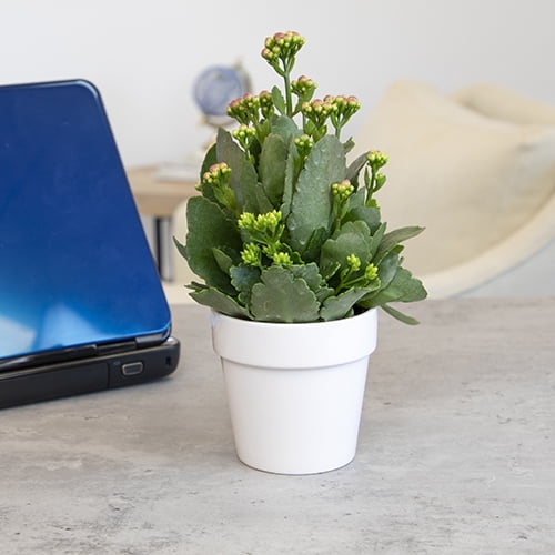 Altman Plants 3.5" Assorted Kalanchoe in White Ceramic Pot