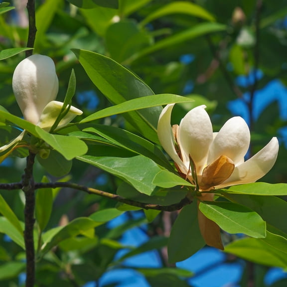 2 gal. Magnolia Moonglow