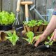 thumbnail image 5 of Paquete de 50 etiquetas de plantas de plástico grueso - Negro, 5 of 5