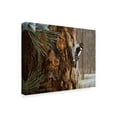 thumbnail image 2 of Trademark Fine Art 'Winter Pine Downy Woodpecker' Canvas Art by Ron Parker, 2 of 3