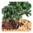 thumbnail image 2 of Mini bonsai vivo en maceta por pieza, 2 of 4