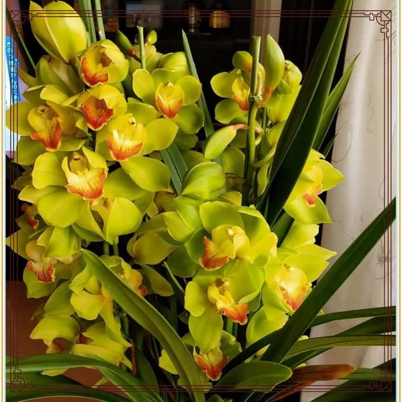 Cymbidium-Attractive Garden Stakes