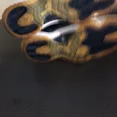 thumbnail image 5 of Ni - ke Jordan 11 Low Snakeskin, 5 of 5