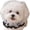 White, variant on Anti Eating Cover for Small Dog and Cats Dogs Head Protector Cat Face Guard Head Net Mesh Snood Prevent Thorns Sticks Rocks