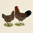 thumbnail image 3 of CafePress - Speckled Sussex Chickens Dark T Shirt - Men's Classic Graphic T-Shirt, 3 of 4