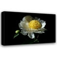 thumbnail image 1 of Tammy Putman 24x17 Gallery Wrapped Canvas Wall Art Titled - White Peony I, 1 of 4