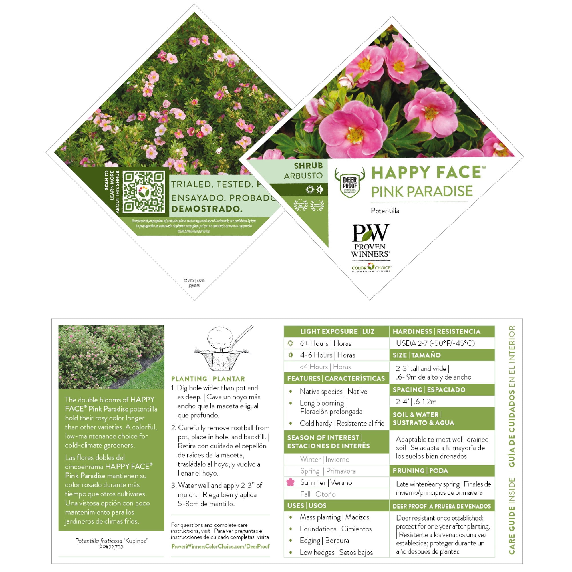 Proven Winners ColorChoice 5" Happy Face Pink Potentilla Live Plant in 4.5" Pot (4 Count)