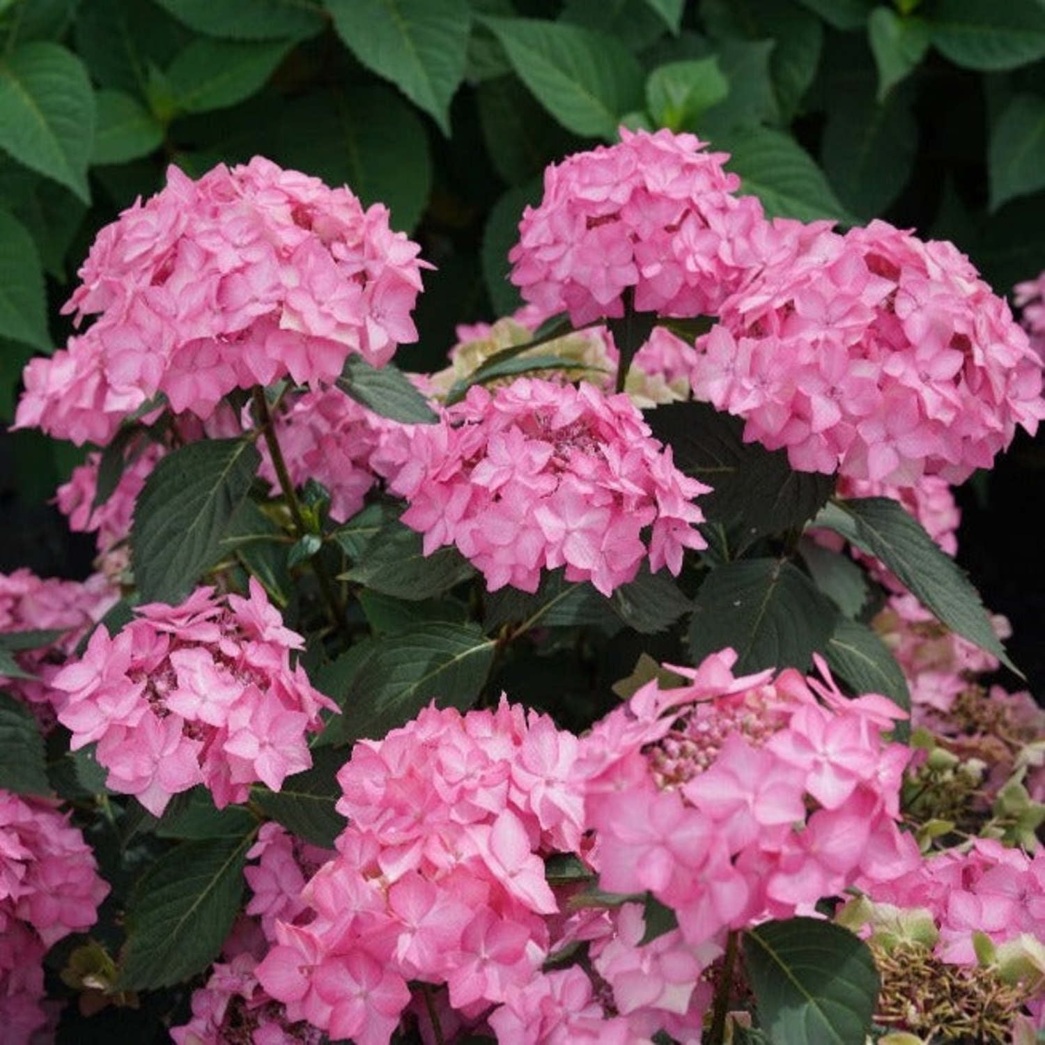 Proven Winners ColorChoice 6" Multicolor Let's Dance Can Do! Reblooming Hydrangea Live Plant in 7.5" Pot