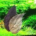 thumbnail image 5 of 20Pcs Water Quality Purification Tablet Catappa Leaves For Aquariums Almond Leaves For Fish Almond Leaves For Catappa The Leaves Of The Almond Catappa Tank Create An Environment, 5 of 6