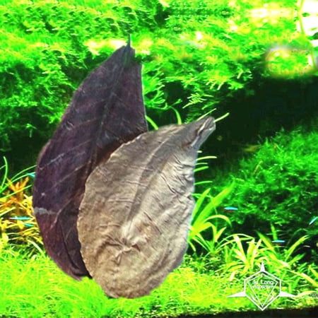 Aquarium Catappa Leaves, Natural Indian Almond Leaves, Water Purifying Fish Tank Leaves, for Betta Fish Tropical Aquarium Water Care, 10.63x7.87 Inch