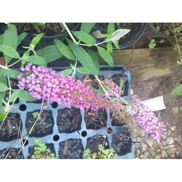 Summer Beauty' Butterfly Bush Summer Beauty Butterfly Bush is a