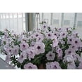 thumbnail image 2 of 100+ Mixed Petunia Climbing Flower Seeds Plants Garden Bonsai Perennial Flowers, 2 of 3