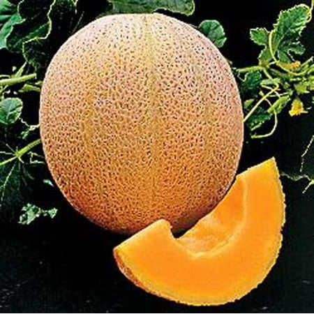 Cantaloupe Hales Best Jumbo Melon Great Heirloom Vegetable 3,000 (Hales Best Jumbo Cantaloupe Seeds)