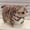 03, variant on Simulated 3D Super Soft Fat Cat Stuffed Animal,Lifelike Cat Plush Pet Toy Pillow Home Decor Gift