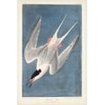 thumbnail image 2 of Audubon, John James 13x18 White Modern Wood Framed Museum Art Print Titled - Pl 240 Roseate Tern, 2 of 4