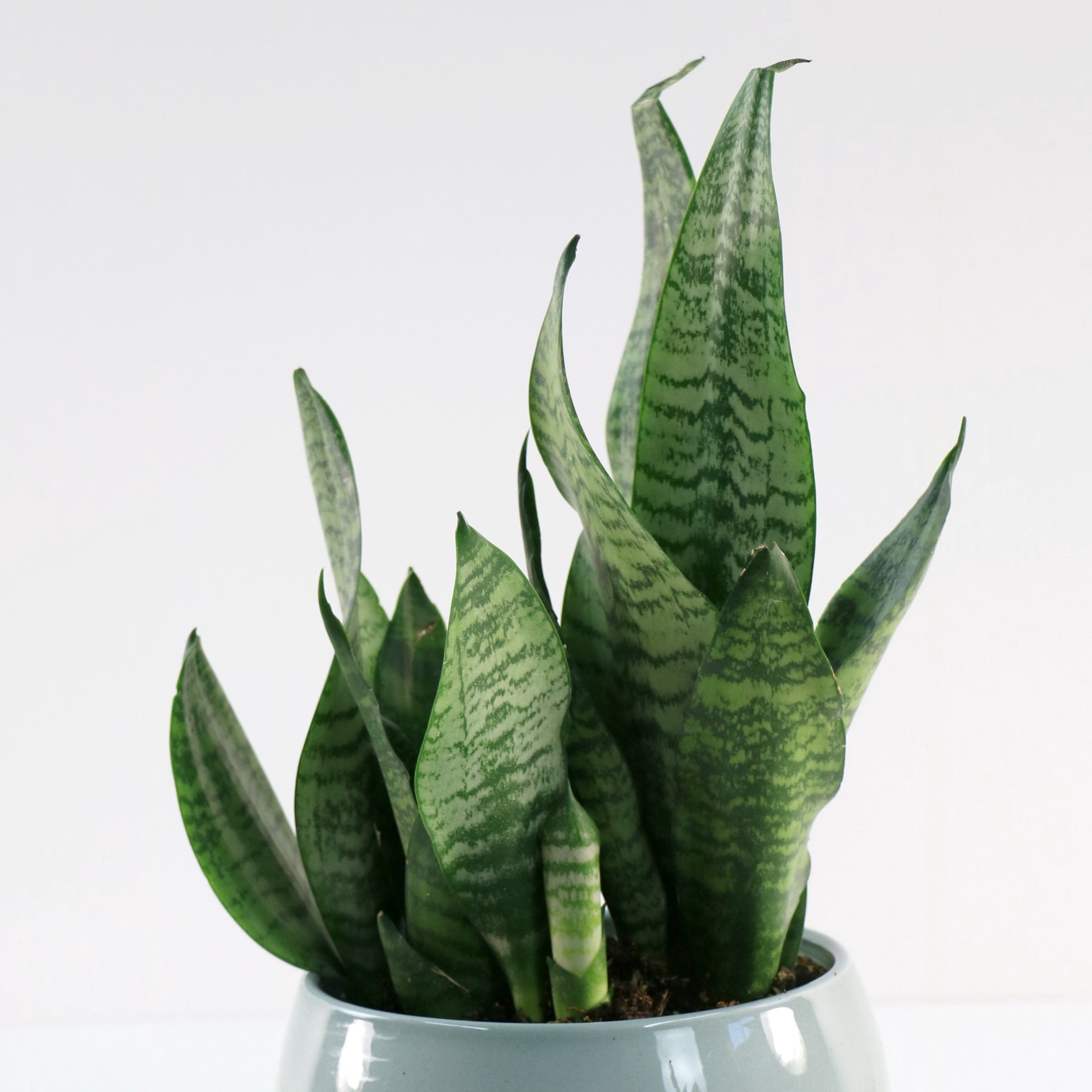 6 in. Sansevieria Zeylanica Superba Plant in Grower Container