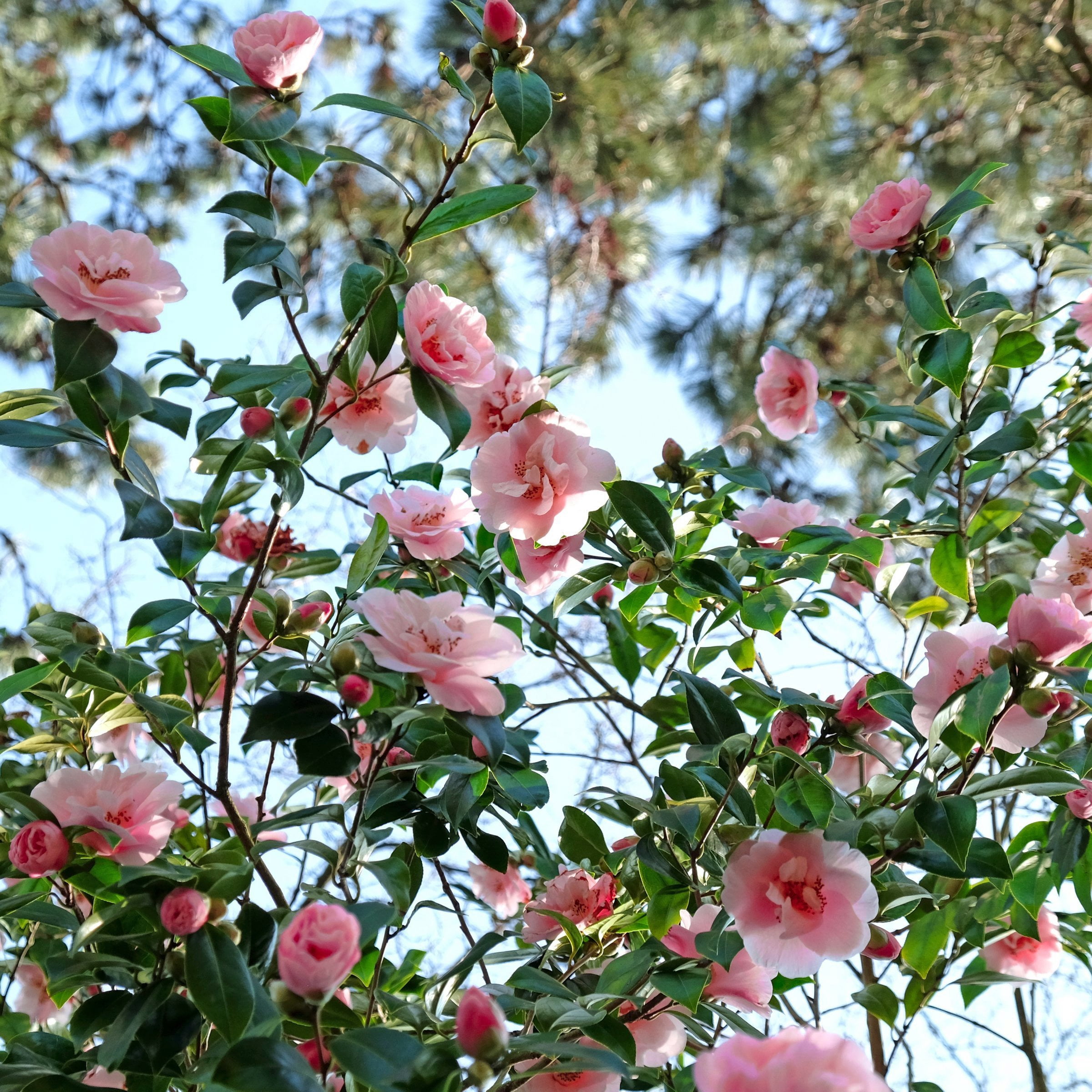 National Plant Network 1 gal. Camellia Sasanqua Dream Weaver Shrub