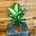 thumbnail image 2 of Dieffenbachia Camille, 6" Plant, The Plant Farm, 2 of 2