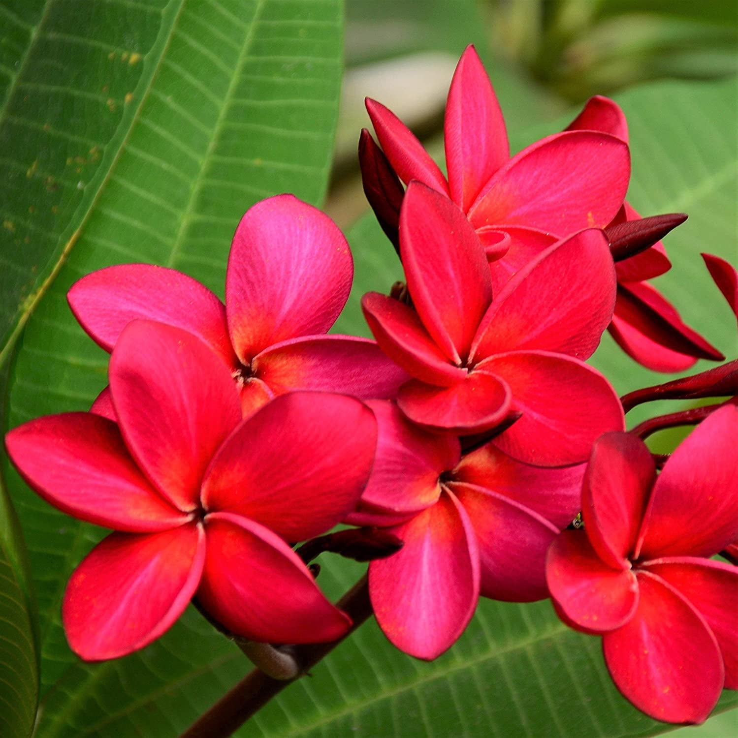 Exotic Rainbow Plumeria Potted Plant - Rare Outdoor Summer