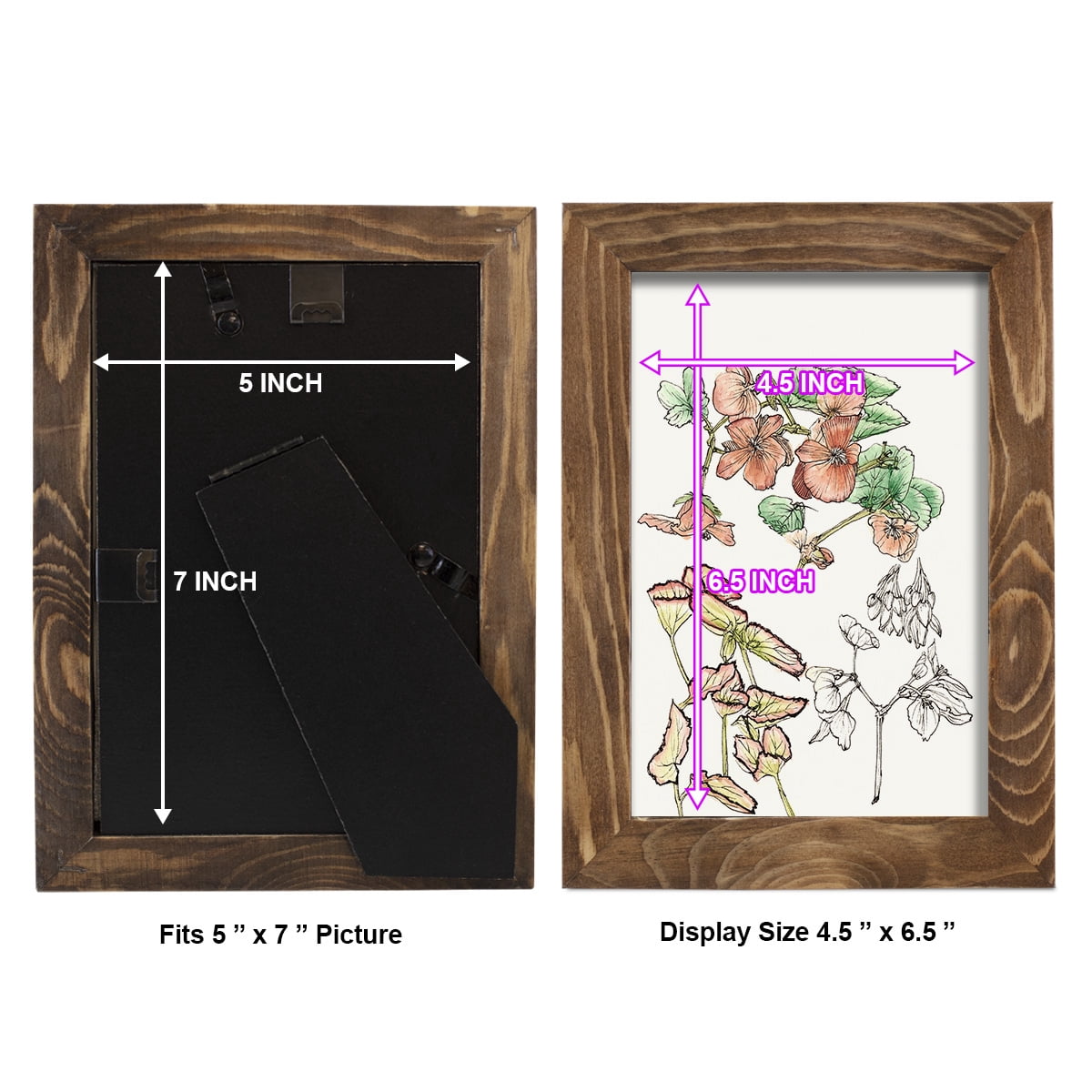 Begonia Study -Framed Print w/glass-Walnut