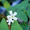 thumbnail image 2 of Easy to Grow Oxalis Regnellii Green Lucky Shamrock 20 Plant Bulbs, Spring to Summer, 2 of 2