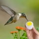 thumbnail image 5 of Alimentadores de Colibrí para el Aire Libre Alimentador de Colibrí Alimentador Al Aire Libre Diy Colgante Mini Alimentador de Colibrí Puerto Alimentadores de Colibrí para el Aire Libre Colgante, 5 of 8