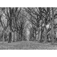 thumbnail image 2 of Frank, Assaf 32x25 Gold Ornate Wood Framed with Double Matting Museum Art Print Titled - Rows of trees in Central park, New York, 2 of 4