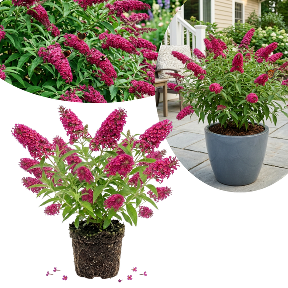 Raspberry Butterfly Bush Live Plant, Buddleia Live Plant, 4-6 Inch Tall